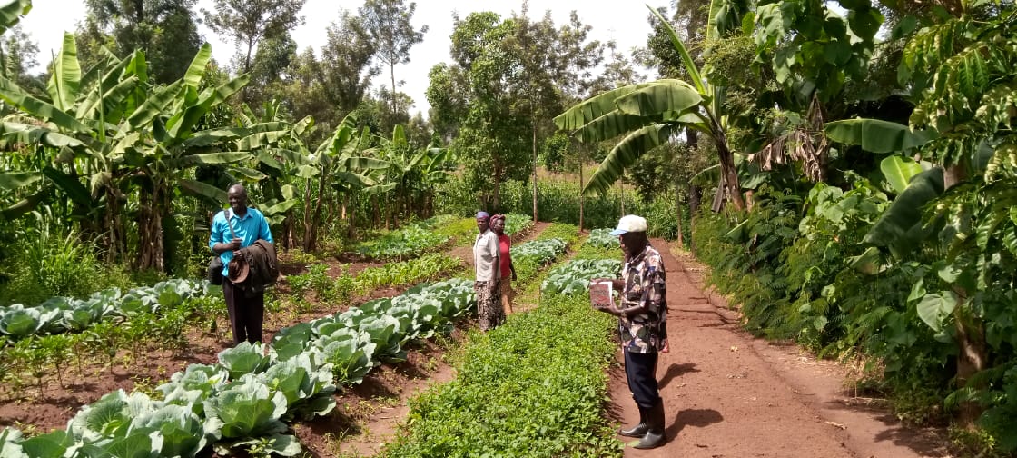 Botwa Sabwani crop cultivation