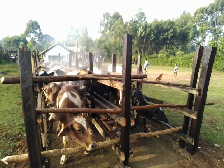 Cattle dip rehabilitation