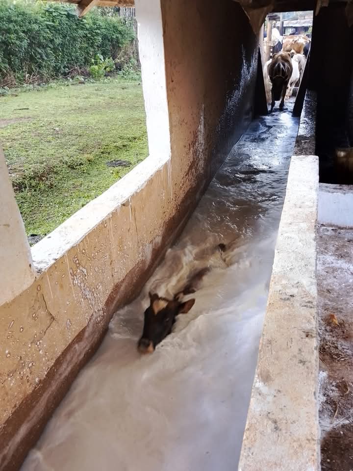 Cattle dip operations